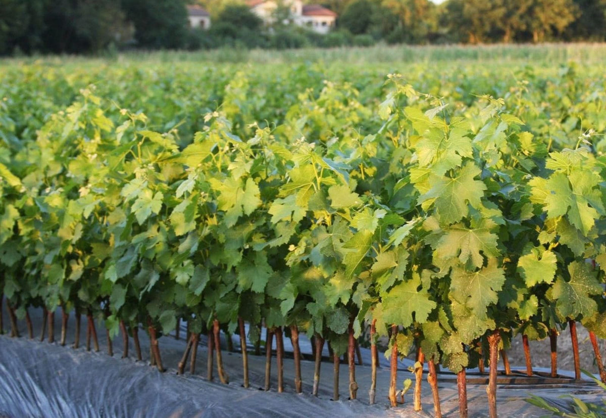 Vită De Vin