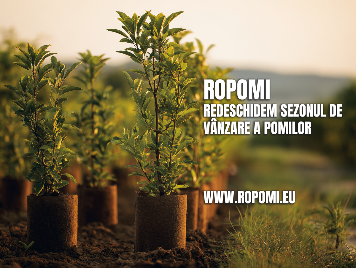 Pomi Fructiferi